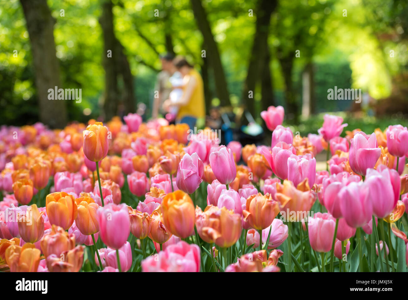 Field of tulips Stock Photo