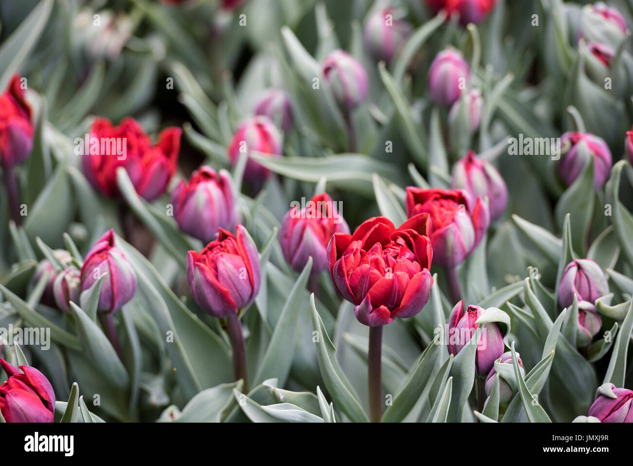Field of tulips Stock Photo - Alamy