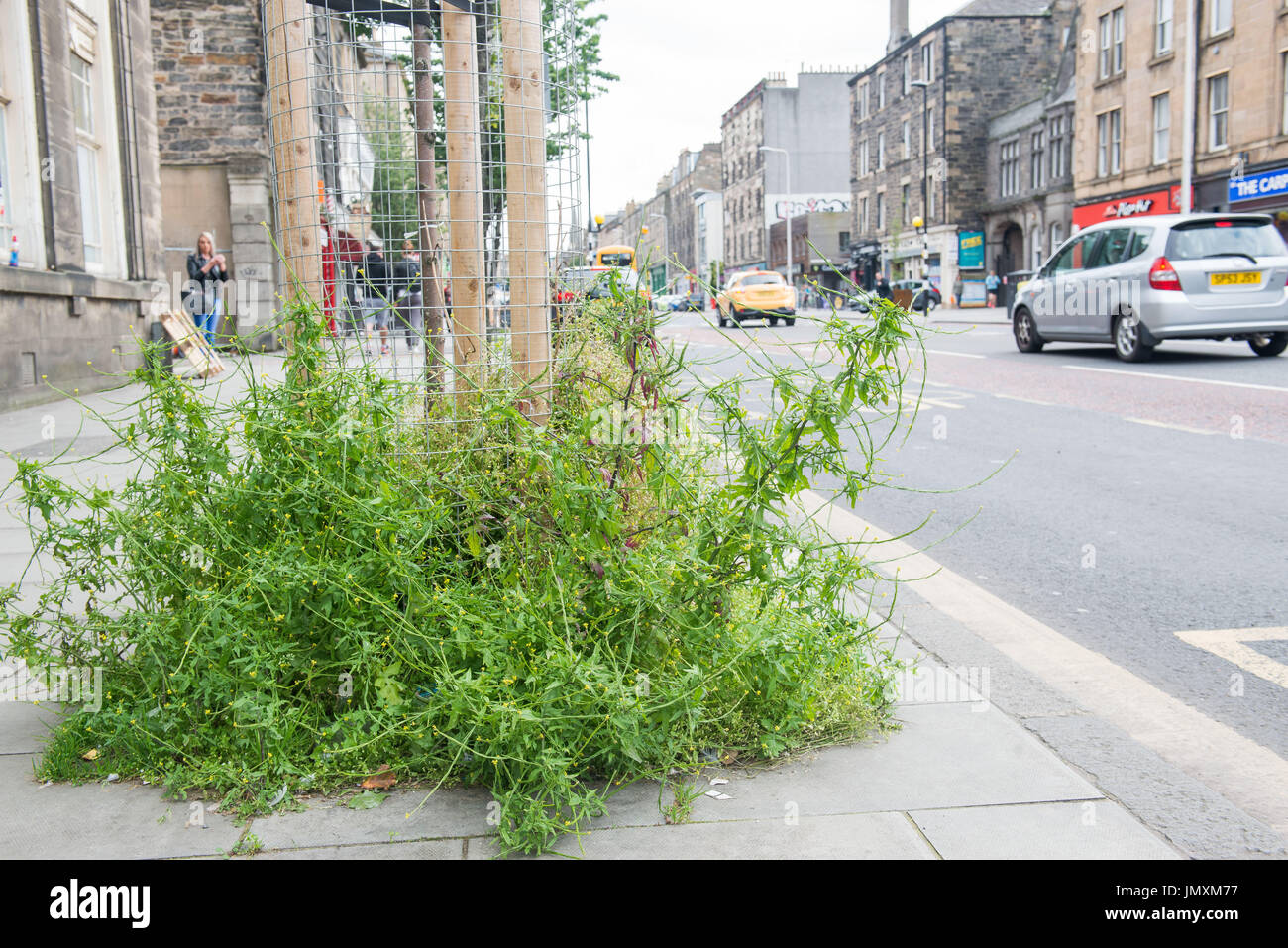Picture: weeds, Edinburgh council, pavement, overgrown Stock Photo