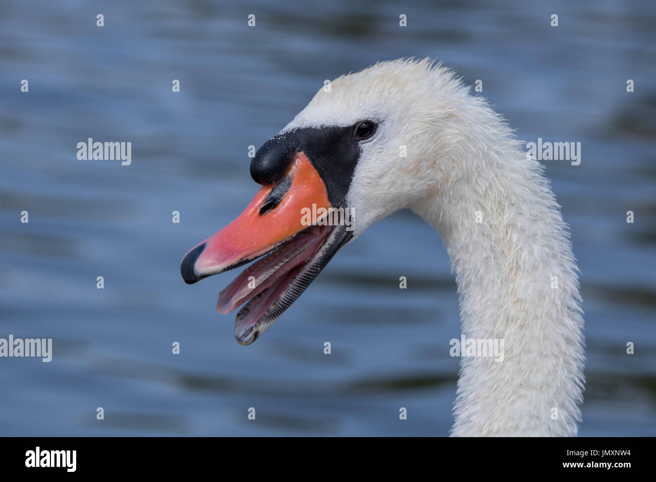 Portrait of angry hissing swan Stock Photo Alamy