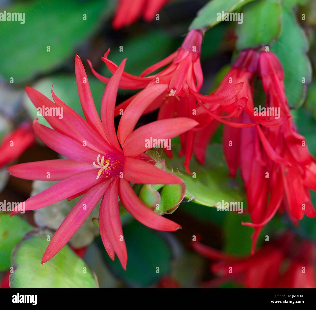Cactus flower Stock Photo