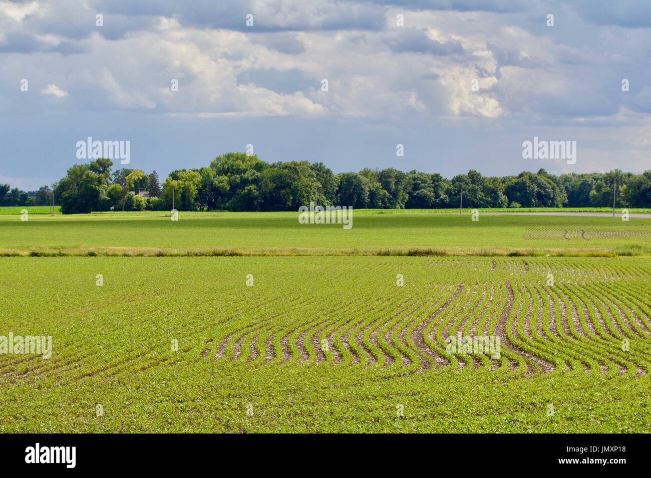 Soybean landscape Stock Photo