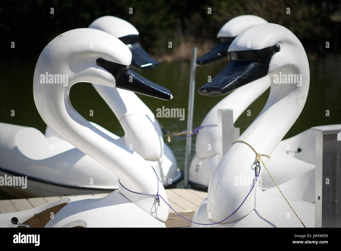 Swanshaped peddle boats are mourned at America's Oldest Zoo. The