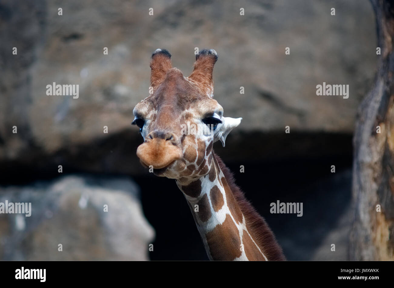 Giraffe at the African Plains exhibit of the Philadelphia Zoo, in