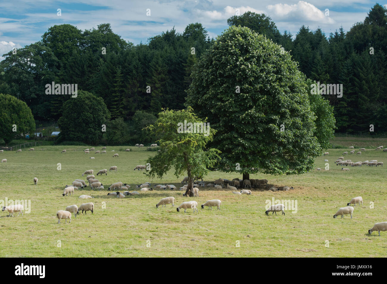 Sheep in a field being shaded by trees. Yanworth, Cotswolds, Gloucestershire, England Stock Photo
