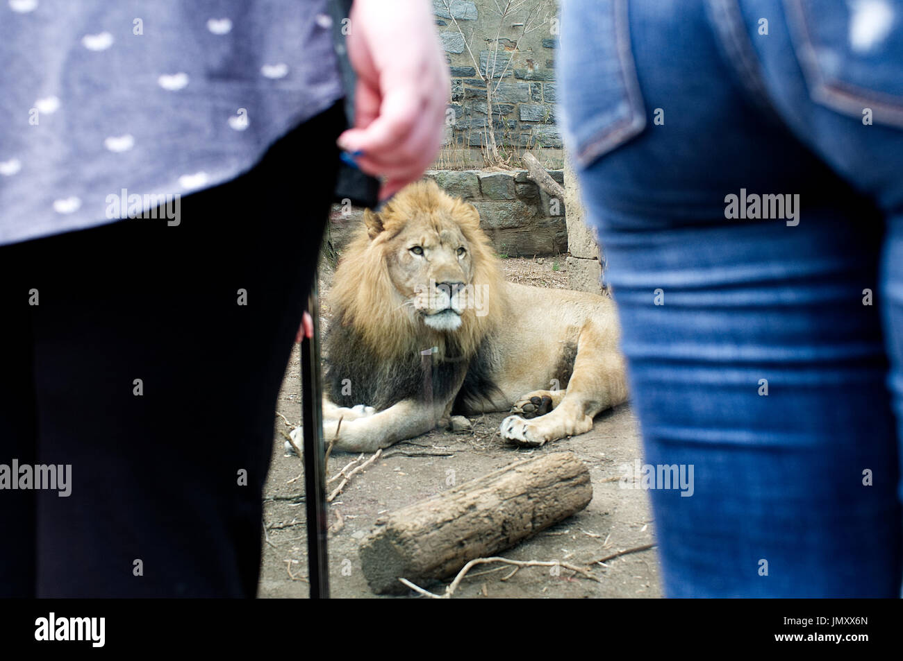 Lion in its enclosure at the Big Cat Falls exhibit of the Philadelphia Zoo, in Philadelphia, PA, on February 24, 2017. Stock Photo