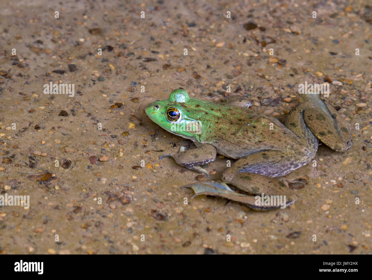 American frogs hires stock photography and images Alamy