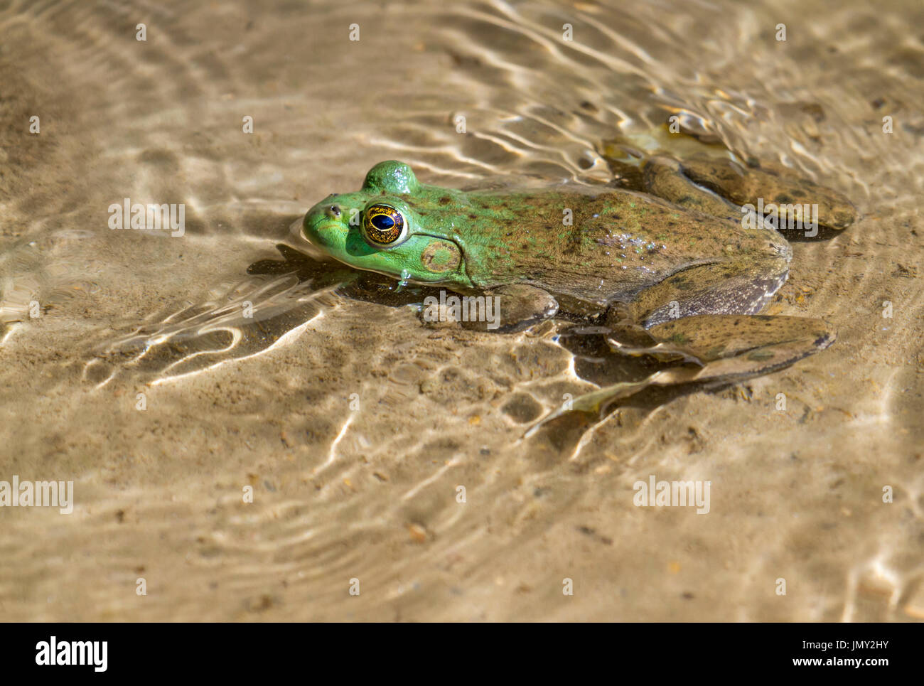 The largest of all North American frogs, American bullfrog (Lithobates catesbeianus) at Ledges