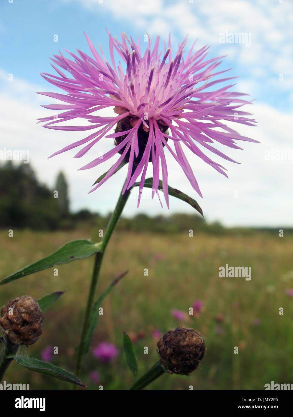 Cornflower in the field against sky close up. Pure and non-urban nature. Stock Photo