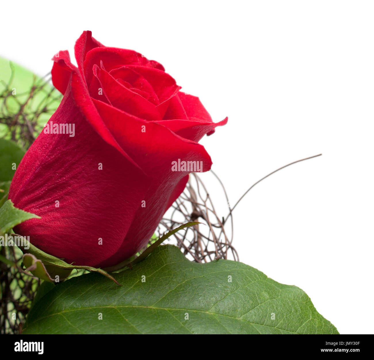 Red rose copy space isolated in angle on white background Stock Photo ...