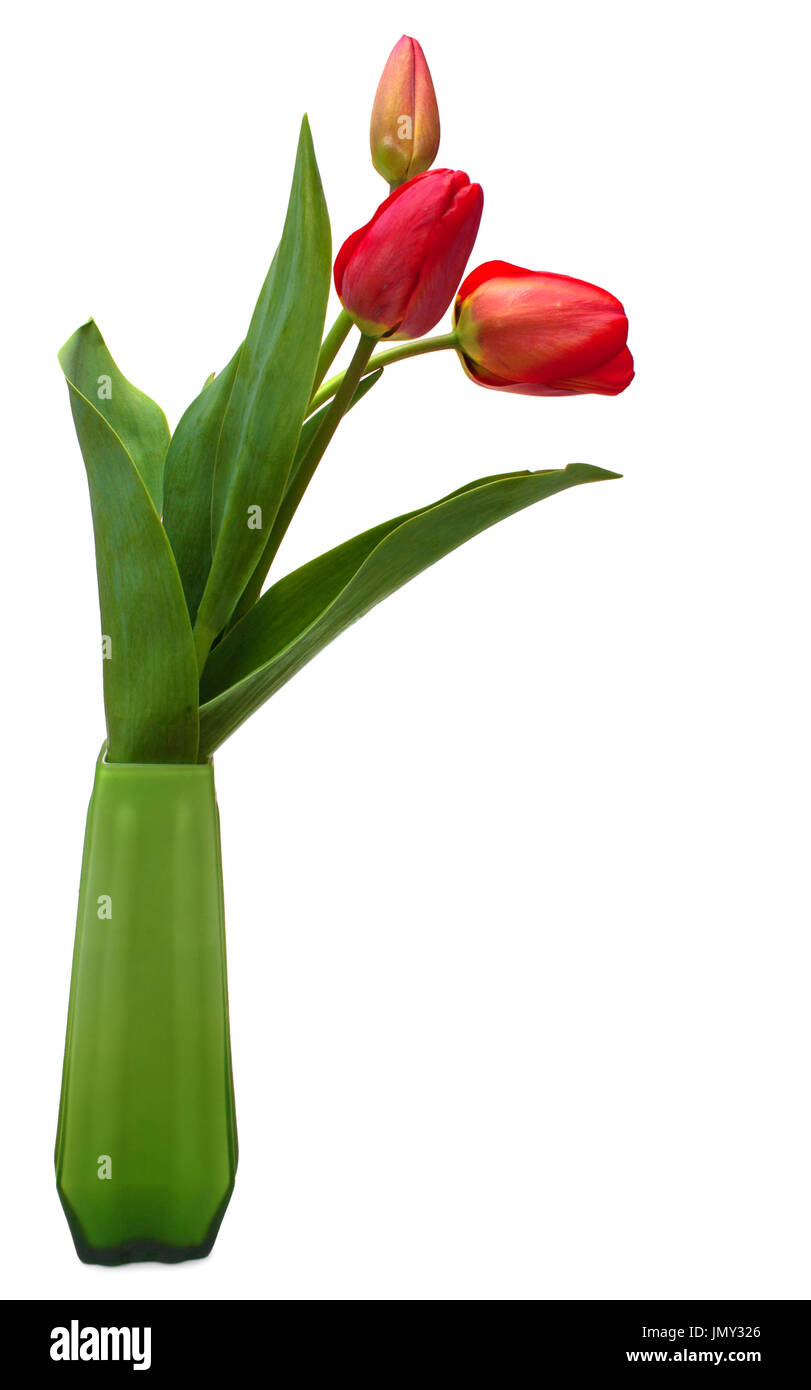 Three red tulips in green vase isolated on white Stock Photo