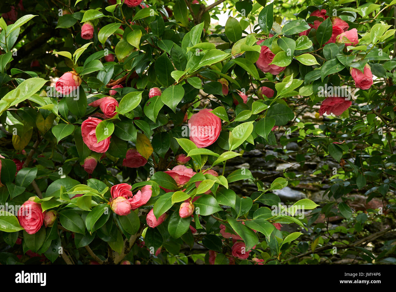 Camellia japonica bloom Stock Photo Alamy