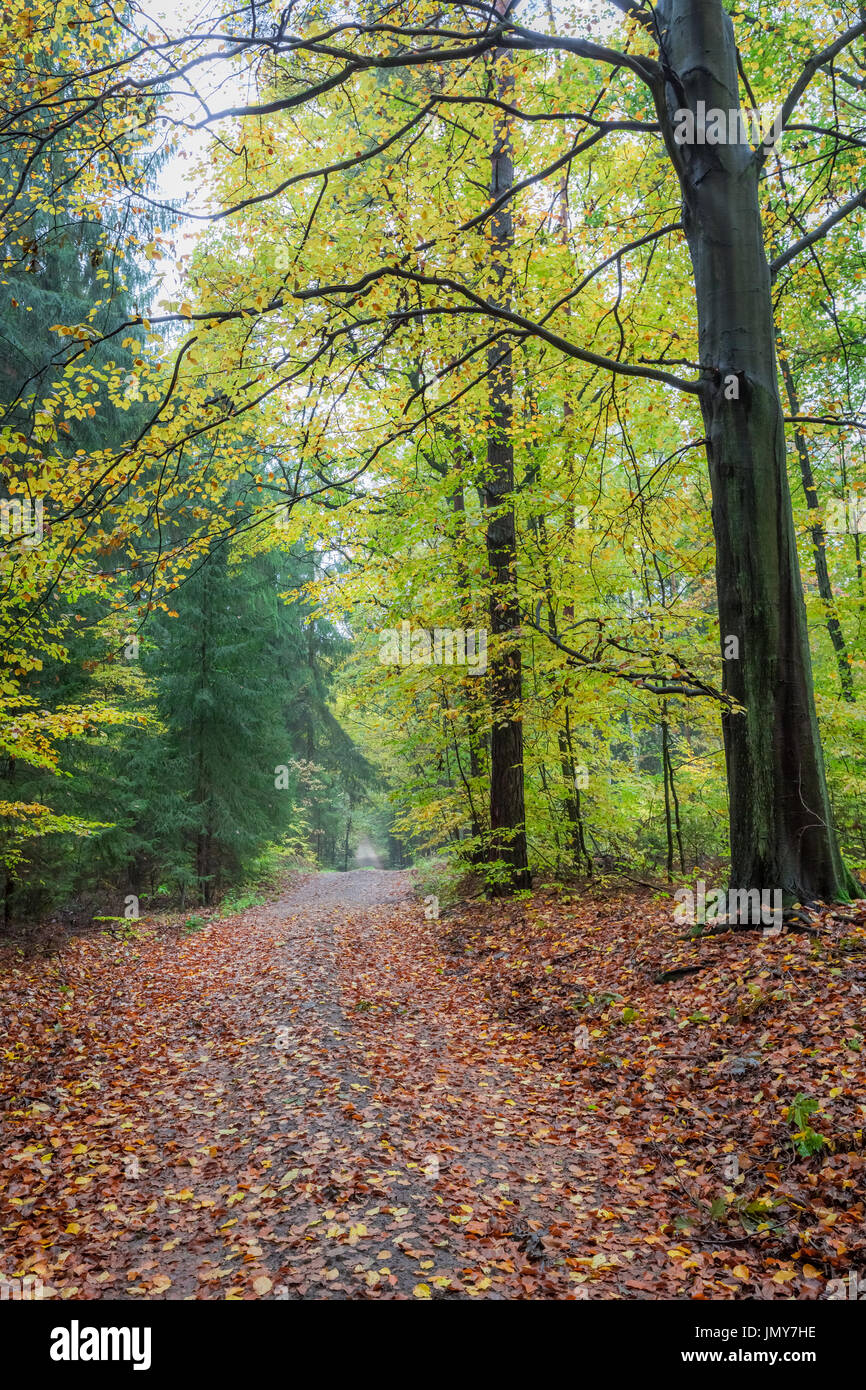 Colorful forest in the autumn in Poland Stock Photo - Alamy