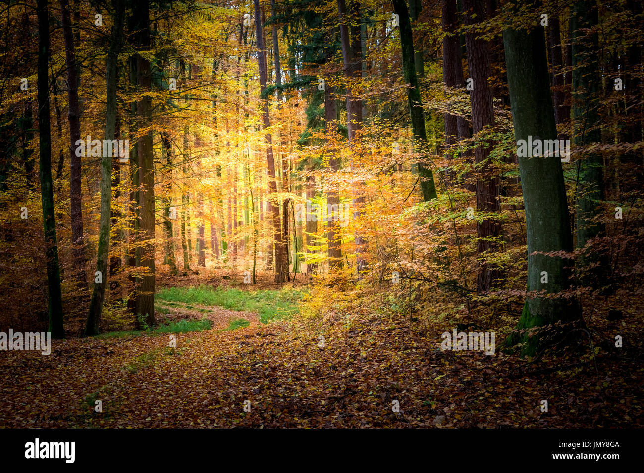 Stunning forest in the fall in Poland Stock Photo - Alamy