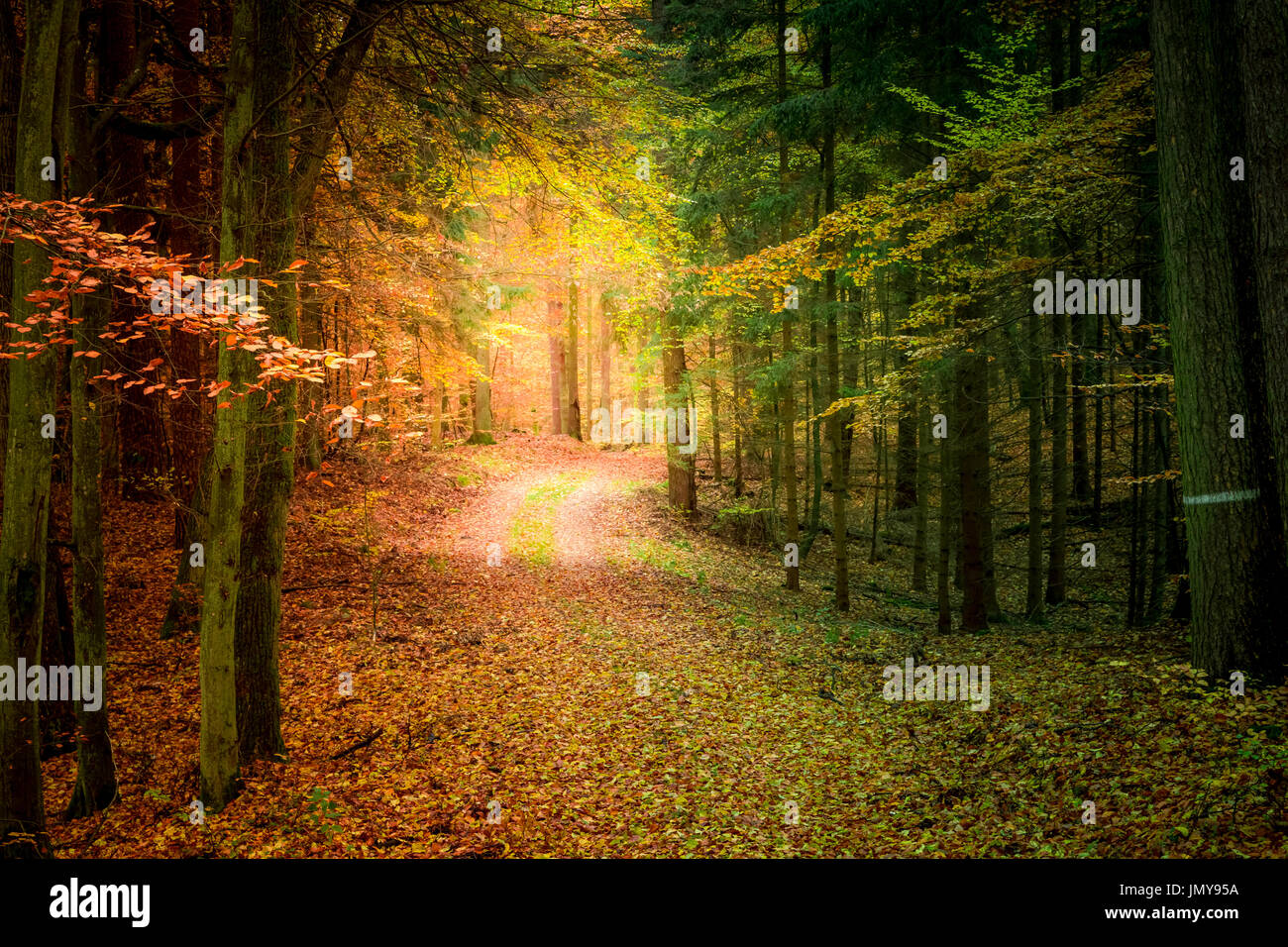 Colorful forest in the fall in Poland Stock Photo - Alamy
