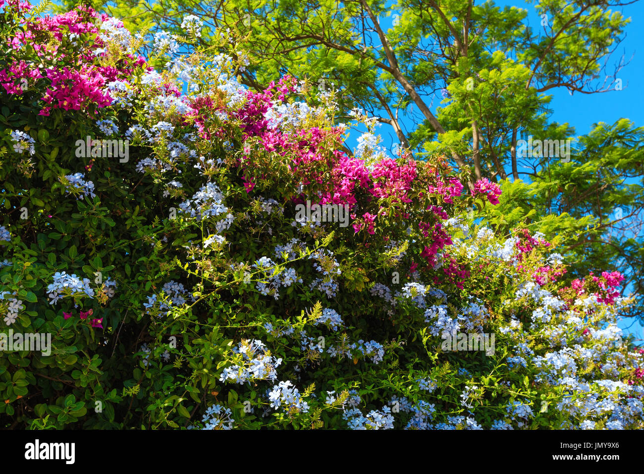 Beautiful purple summer flower (Bougainvillea) and white Phlox plant branches closeup. Stock Photo