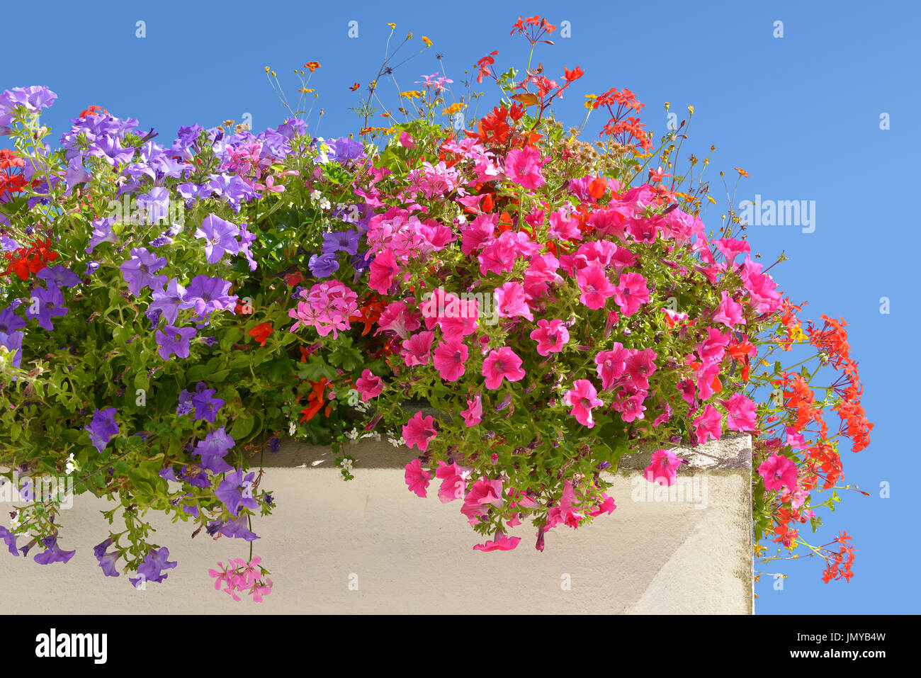 Flowering red and blue petunias on blue sky background Stock Photo