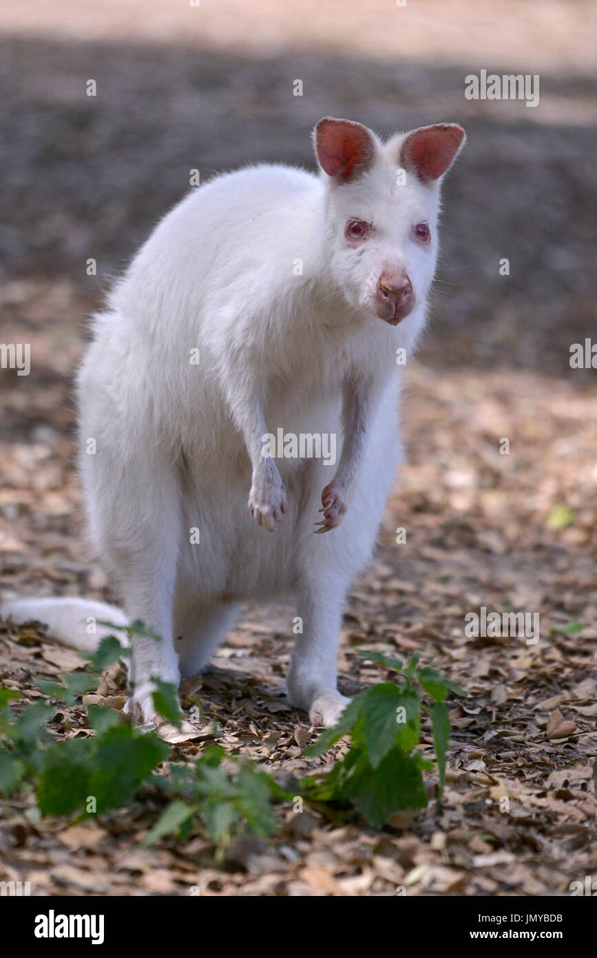 Albino Red-necked wallaby or wallaby of Bennett (Macropus rufogriseus) seen from front Stock Photo
