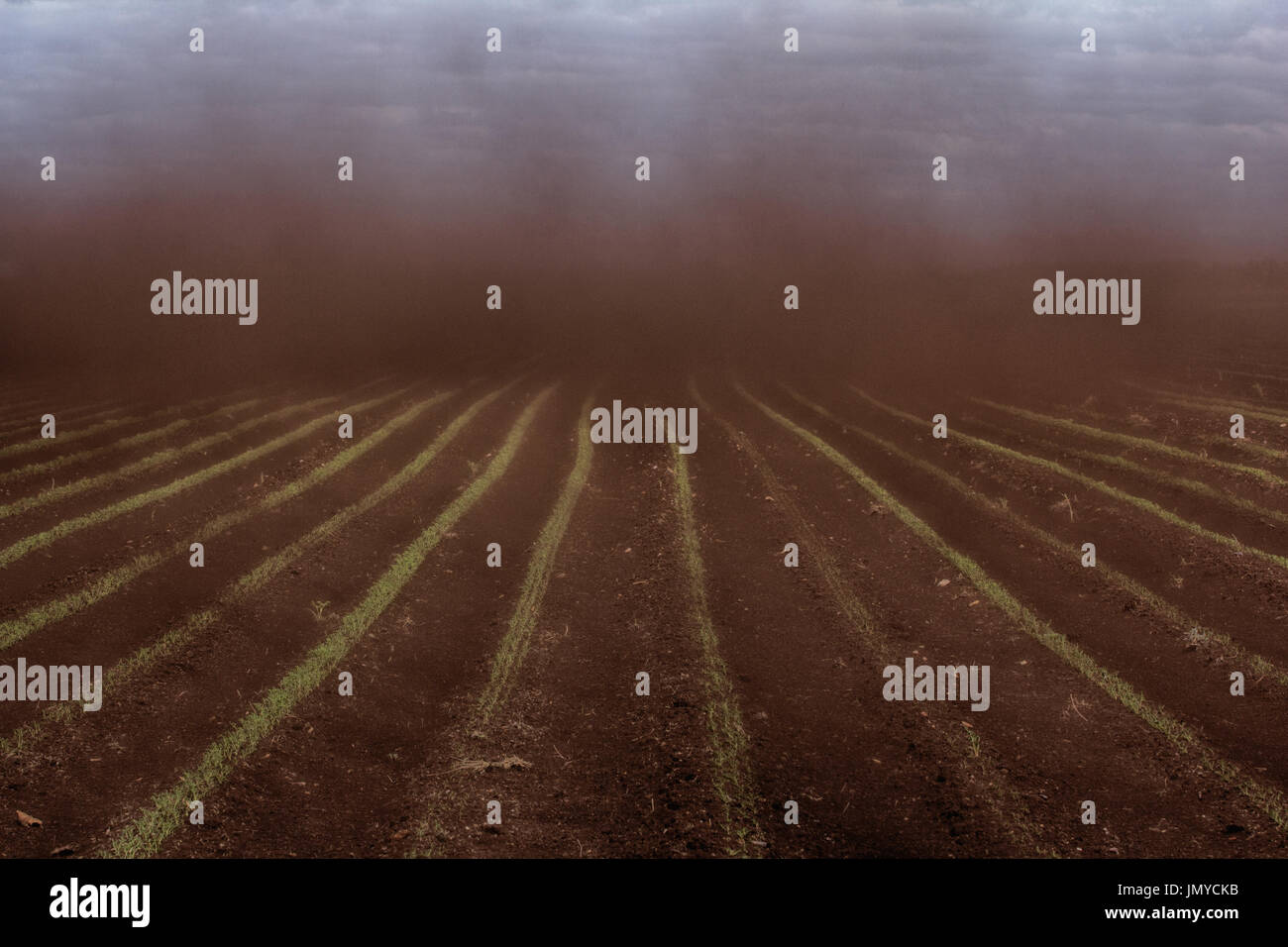 Black Blizzard ( dust devil. dust whirl) on agricultural lands. Loss of