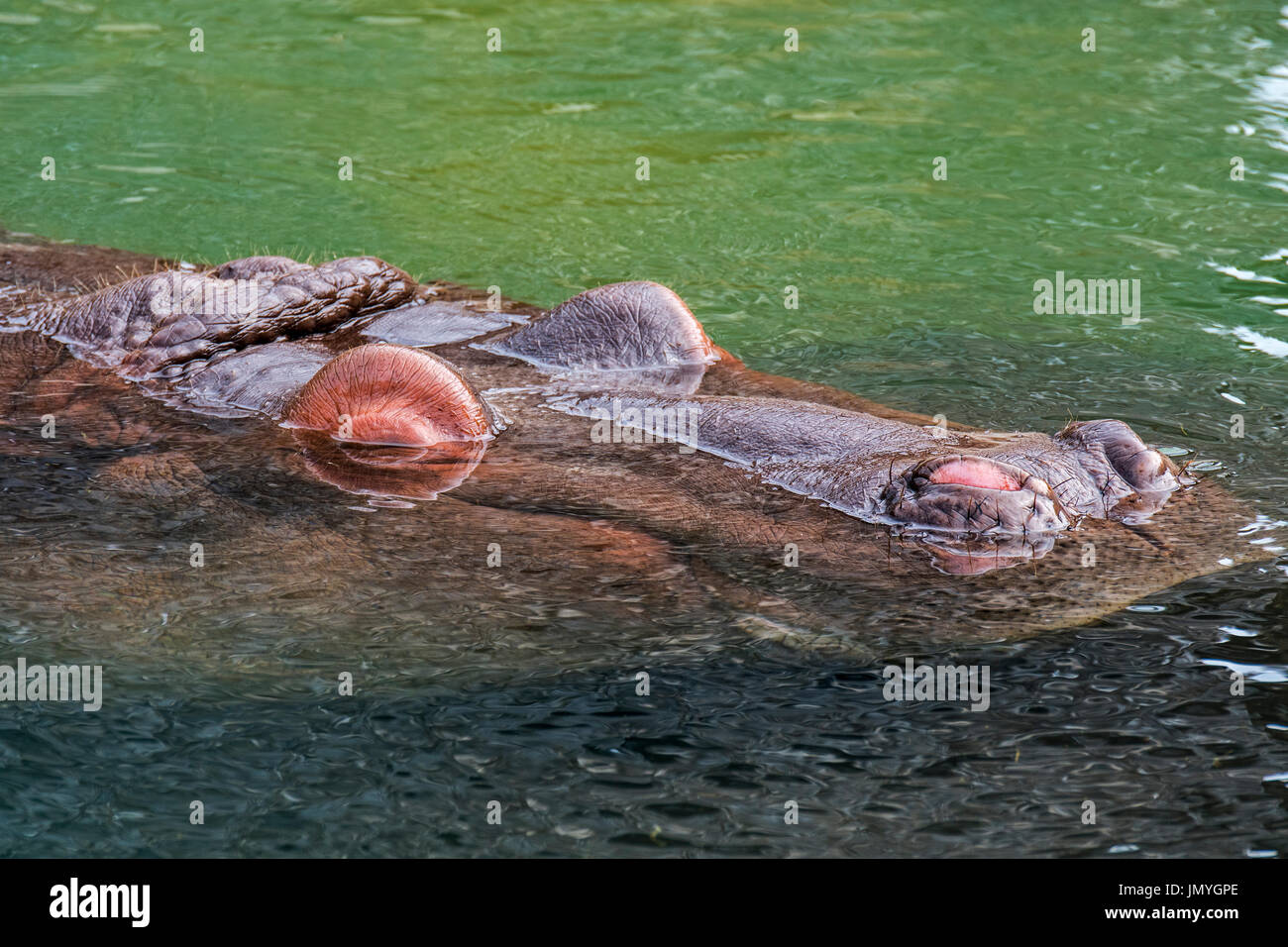 Submerged common hippopotamus / hippo (Hippopotamus amphibius) surfacing to breathe through exposed nostrils in water of river Stock Photo