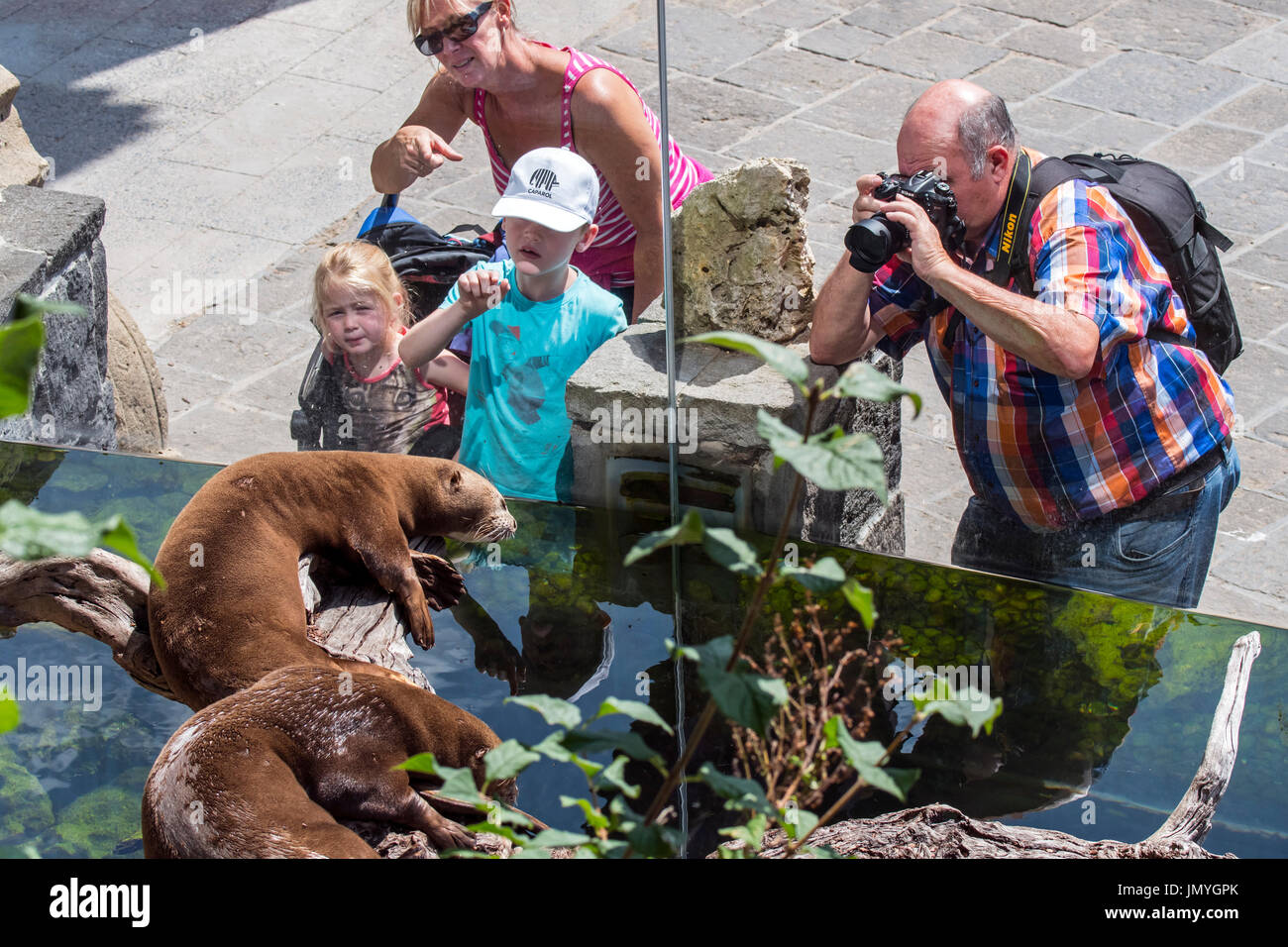 Children watching Asian small-clawed otters / oriental small-clawed otter (Amblonyx cinereus / Aonyx cinerea) and man taking pictures at zoo Stock Photo