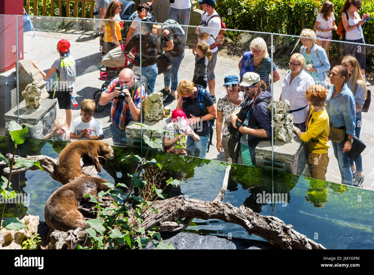 Visitors watching and taking pictures of Asian small-clawed otters / oriental small-clawed otter (Amblonyx) at enclosure in zoo in summer Stock Photo
