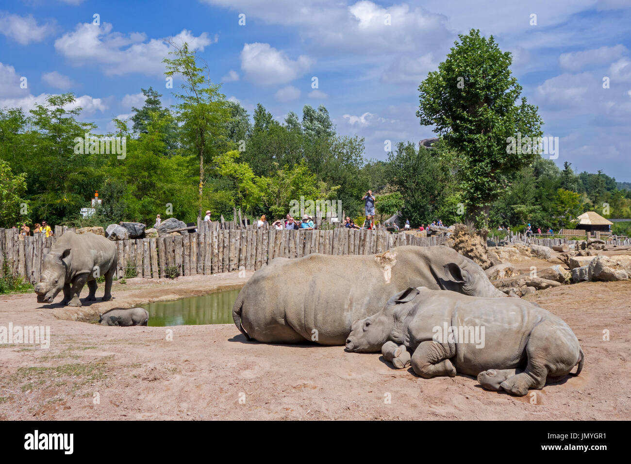 White rhinoceros family / white rhinos (Ceratotherium simum) in zoo with cut horns as precaution against theft Stock Photo