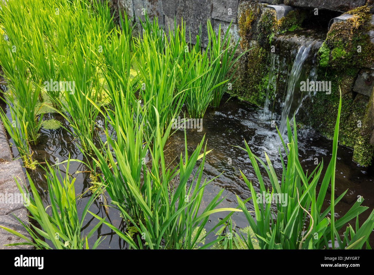 Red rice / longstamen rice plants (Oryza longistaminata) growing in water of terrace rice field Stock Photo