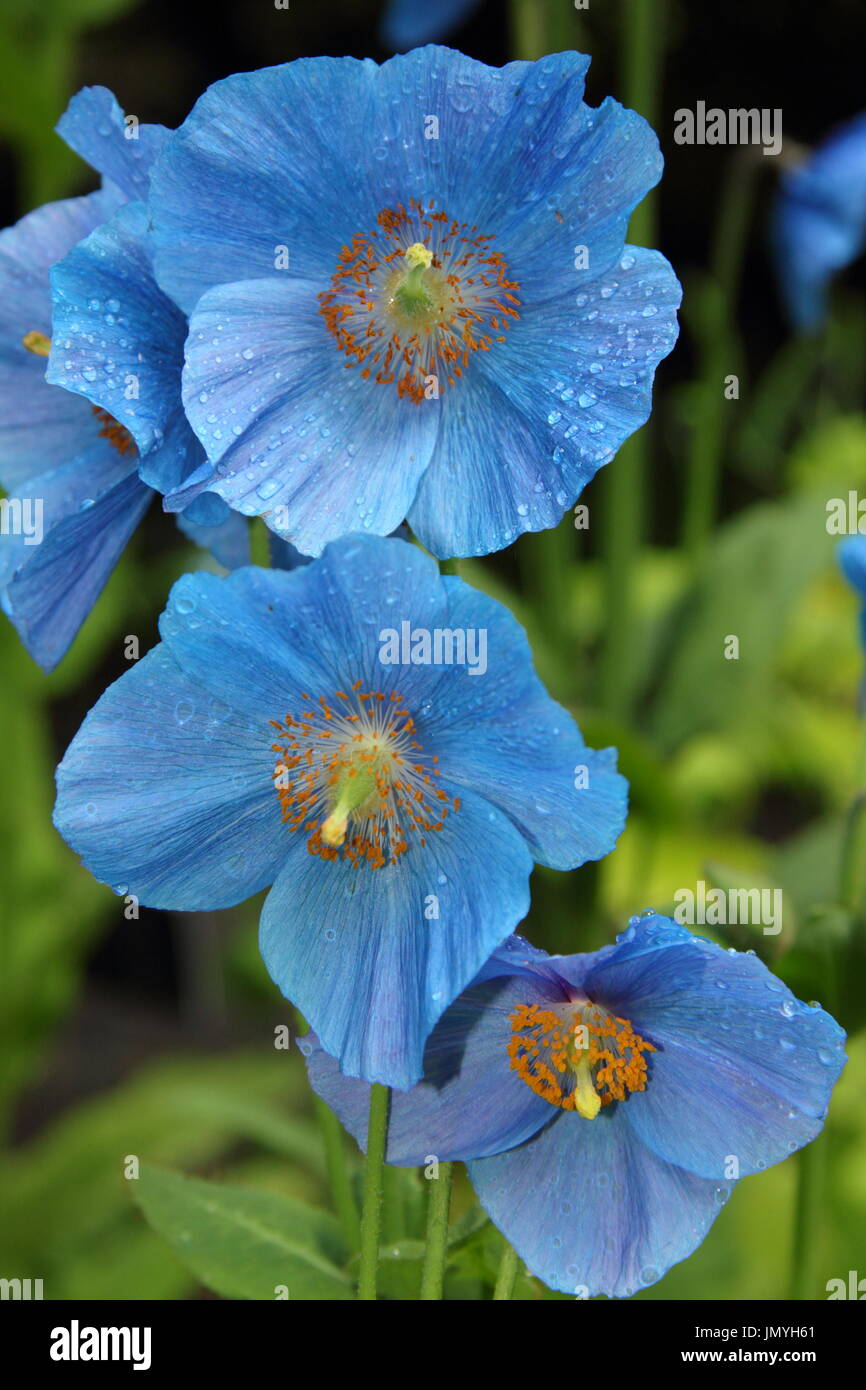 Himalayan blue poppy - fertile meconopsis 'Lingholm' variety, flowering in an English woodland garden at mid summer (June), UK Stock Photo