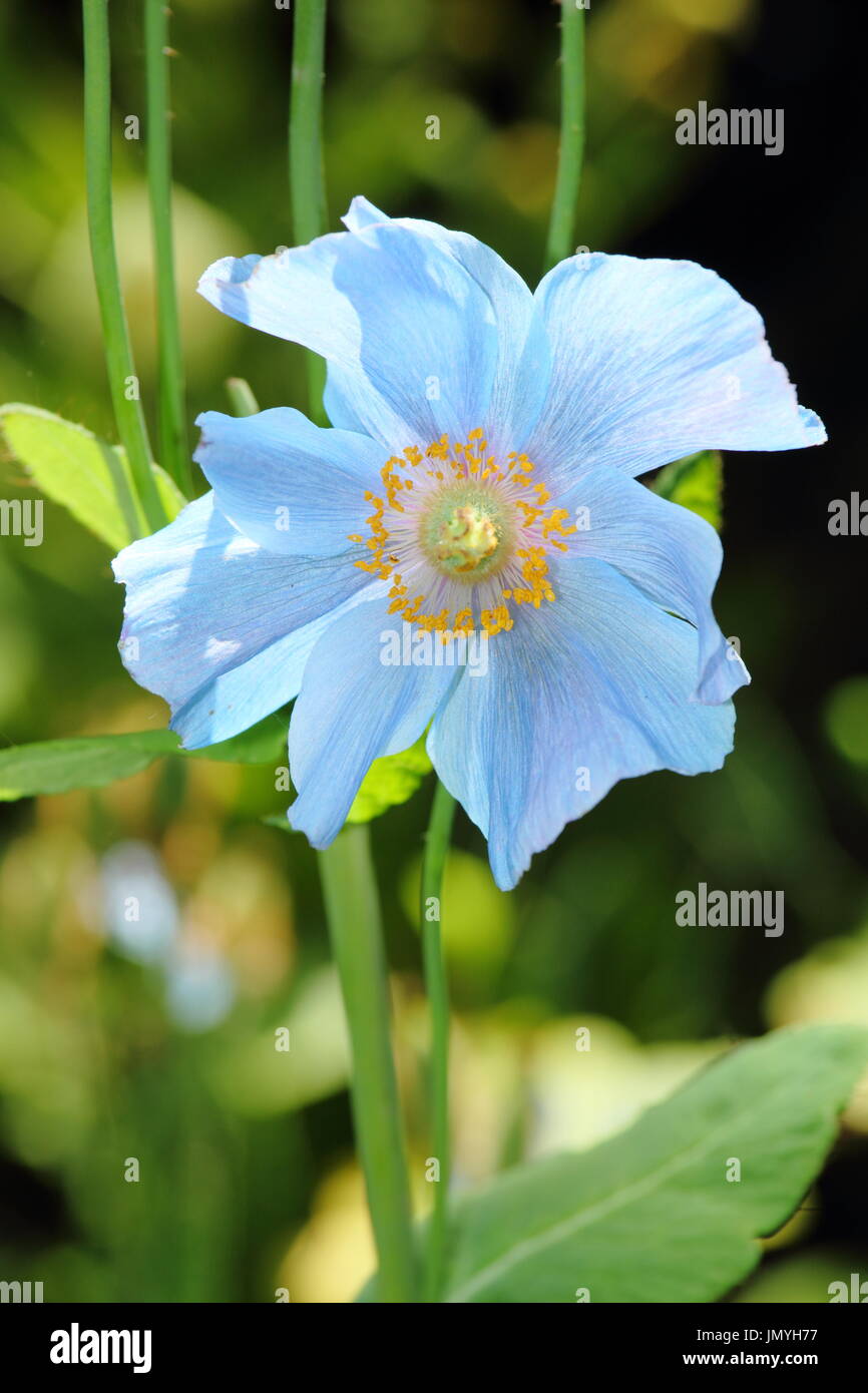 Meconopsis 'Baileyi' strain of the Himalayan Blue Poppy flowering in an English woodland garden at mid summer (June), UK Stock Photo