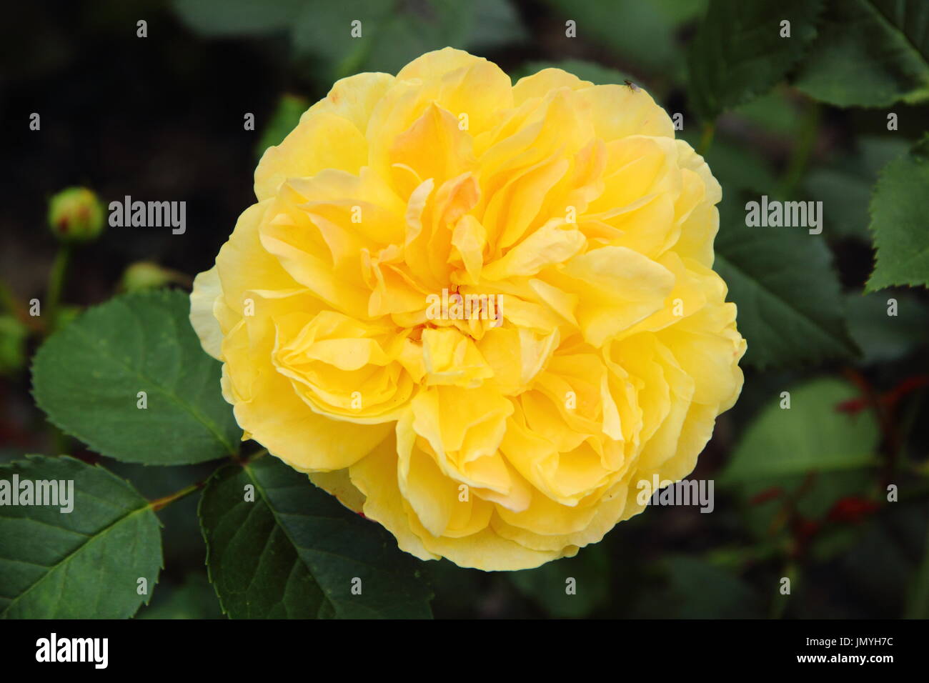Rosa 'Molineux', a scented English rose, in full bloom in the border of an English garden in summer (June), UK Stock Photo