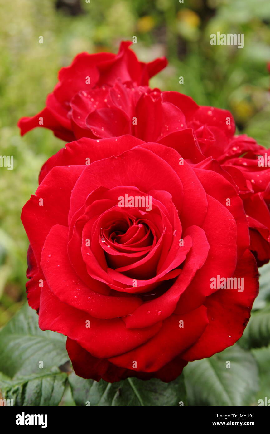 Rosa GLAD TIDINGS, a floribunda bush rose, in full bloom in an English garden in summer (June) Stock Photo