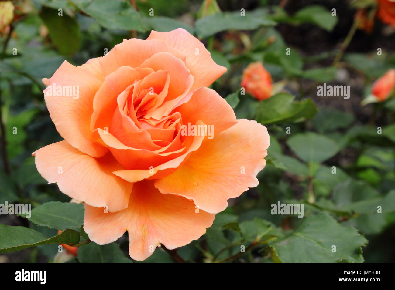 https://c8.alamy.com/comp/JMYHBB/rosa-just-joey-hybrid-tea-rose-in-full-bloom-with-emerging-rosebud-JMYHBB.jpg