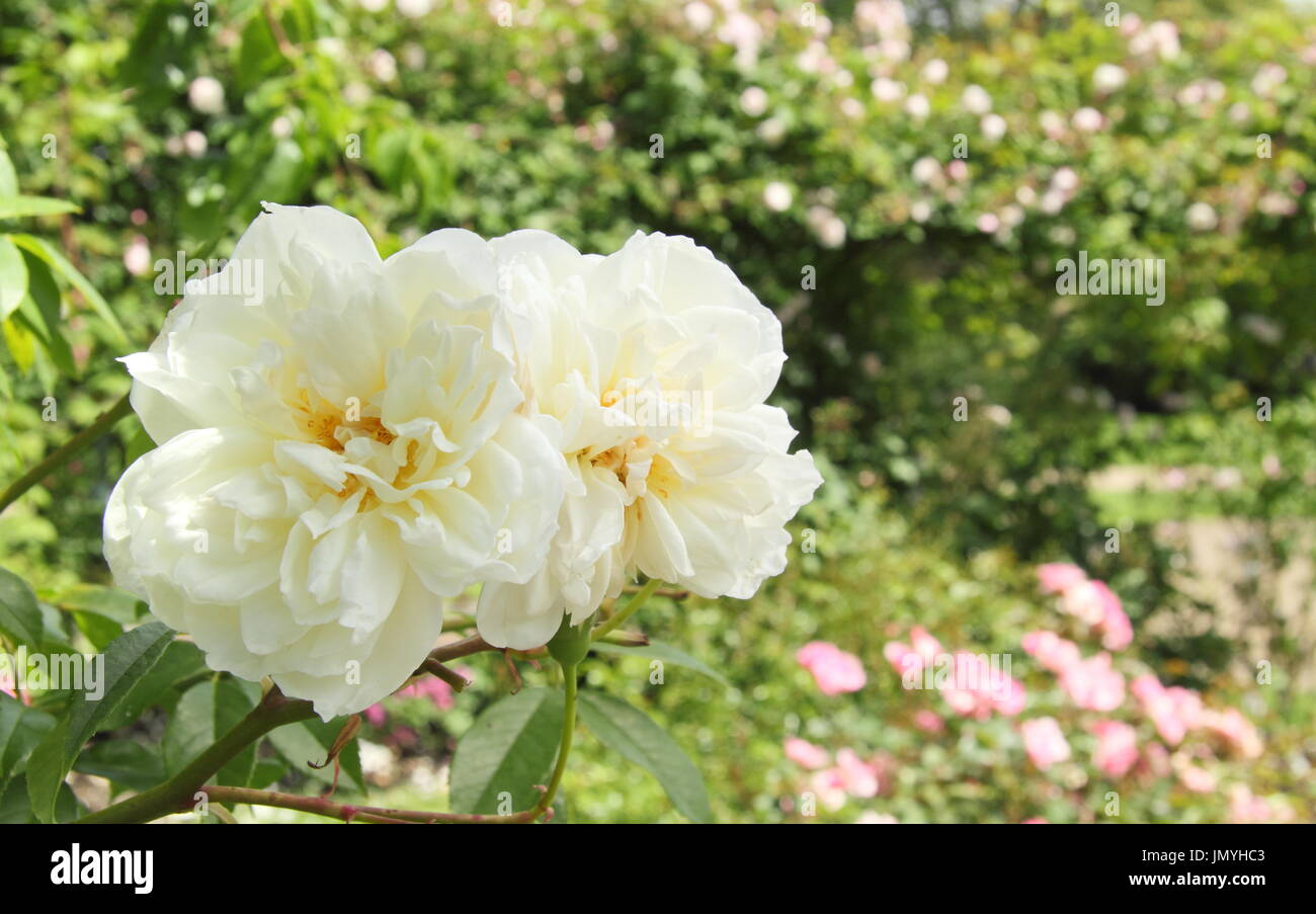 Rosa 'Lamarque' a  highly scented noisette climbing rose with pure white flowers, blooming in an English garden in summer (June) Stock Photo