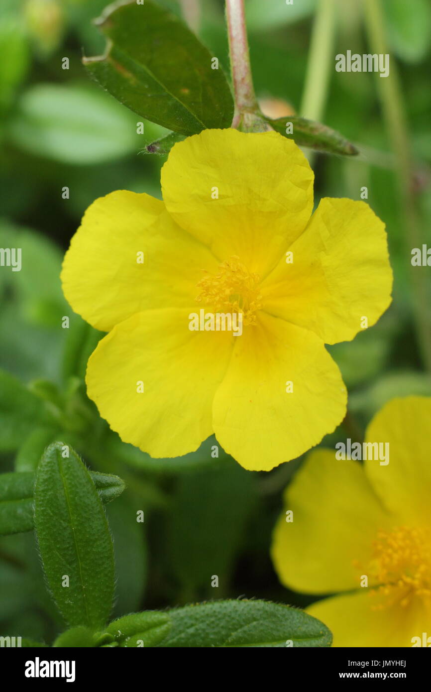 Common rock rose (helianthemum nummularium), flowering in an summer garden border, UK Stock Photo