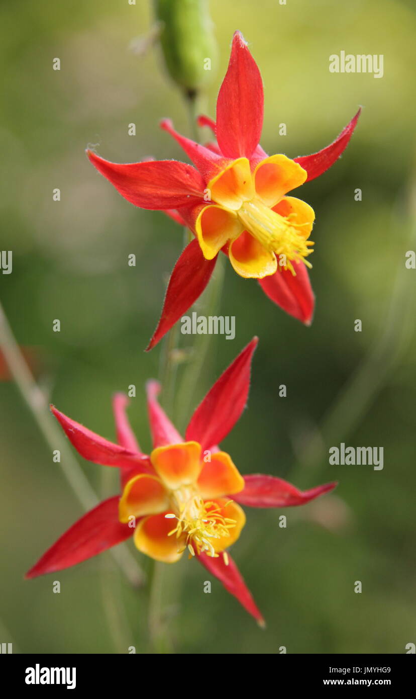 Aquilegia skinneri 'Tequila sunrise', columbine, in full bloom in an