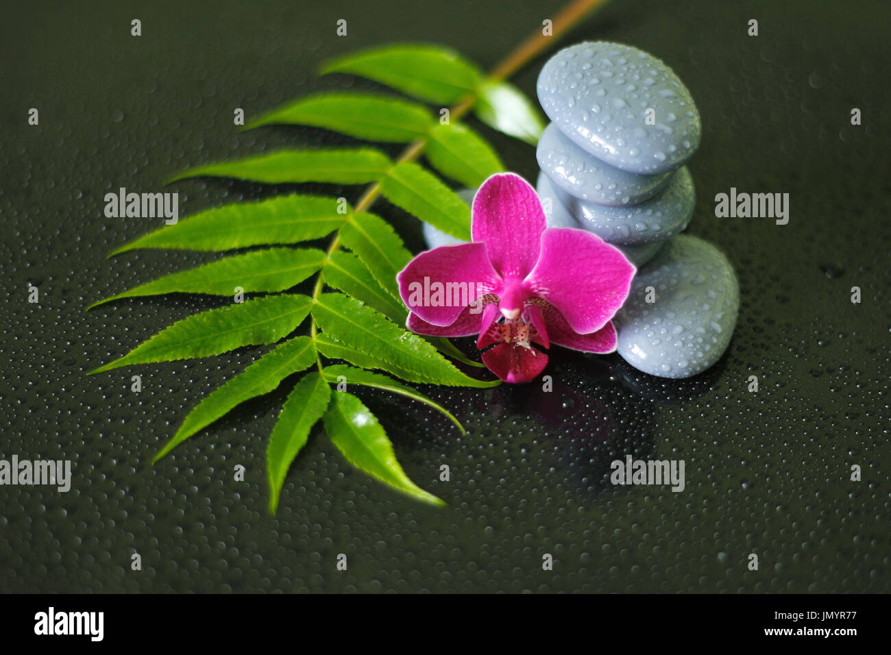 Gray pebbles arranged in zen lifestyle with an orchid, a branch of heather and drops of water on a glossy black background Stock Photo