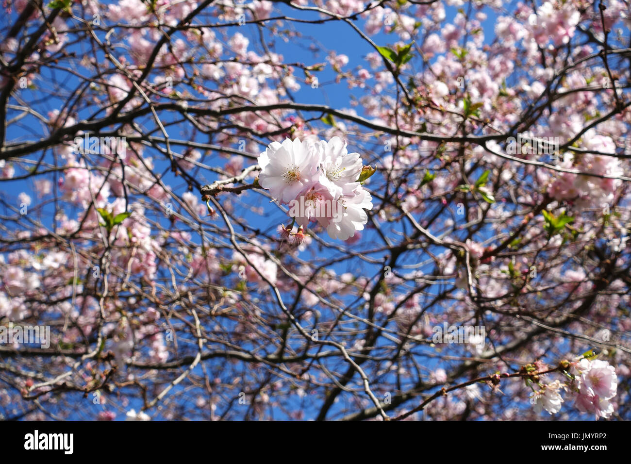 Close-up of pink Japanese cherry blossom Sakura flower growing on brown tree branches in the afternoon sun with clear blue sky. Stock Photo
