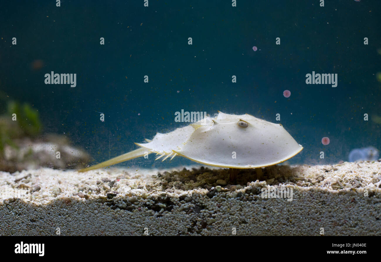 Horseshoe crab (the oldest prehistoric creature in the world) in aquarium. Used in pharmacy because of blue blood Stock Photo