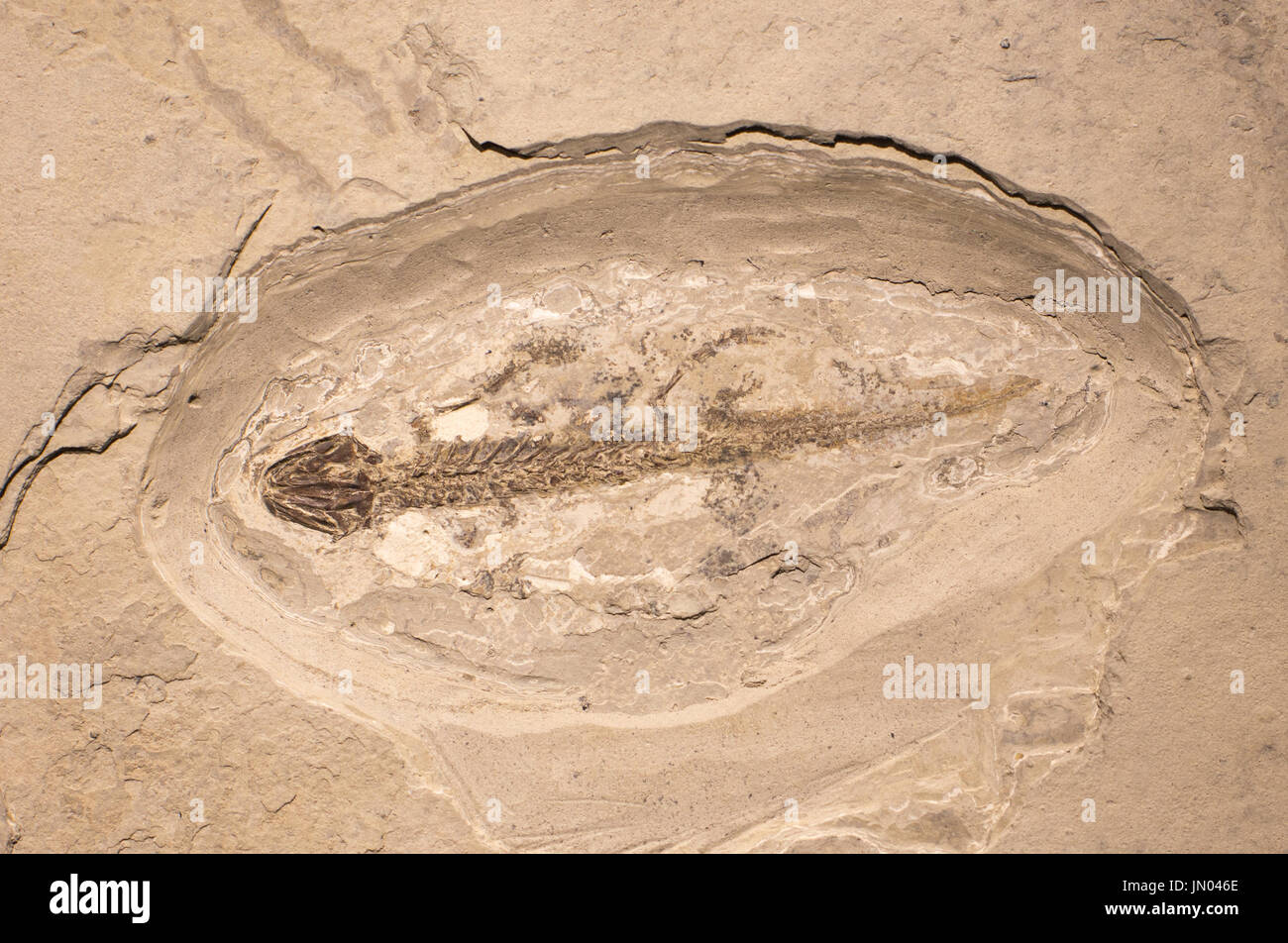 Close up of prehistoric extinct animals in stone. Fossils of extinct amphibian Stock Photo