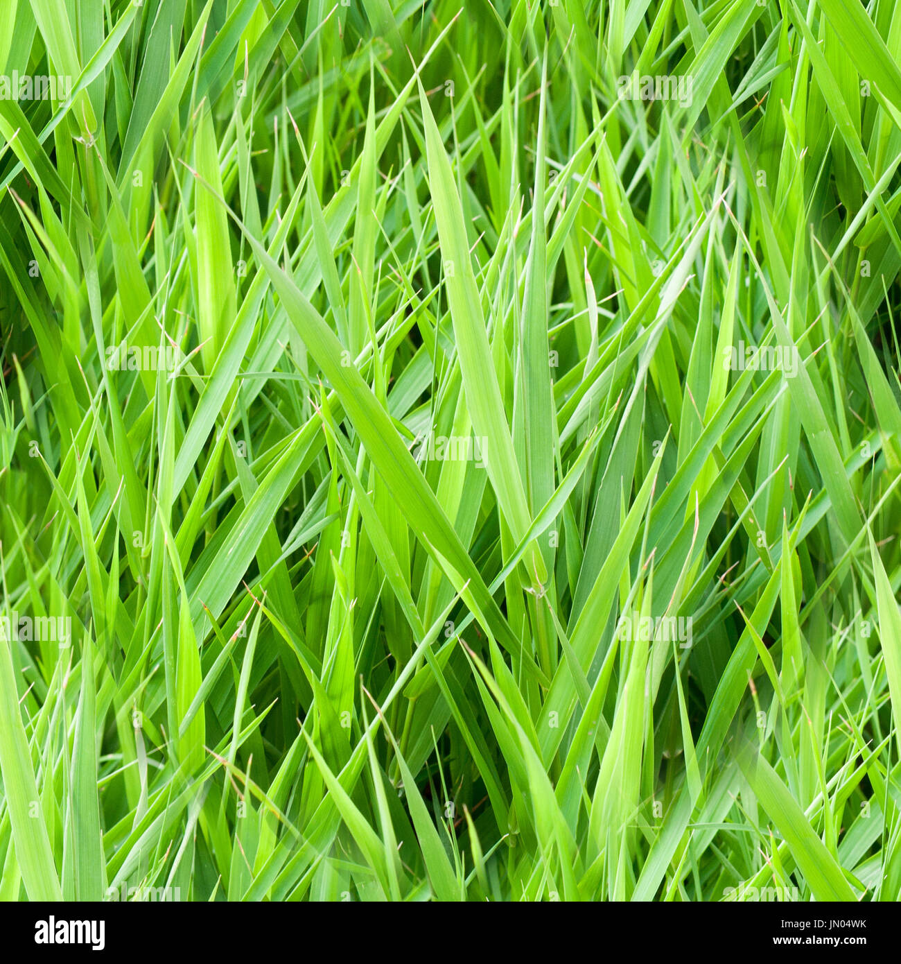 seamless summer garden green grass. background, texture. Stock Photo