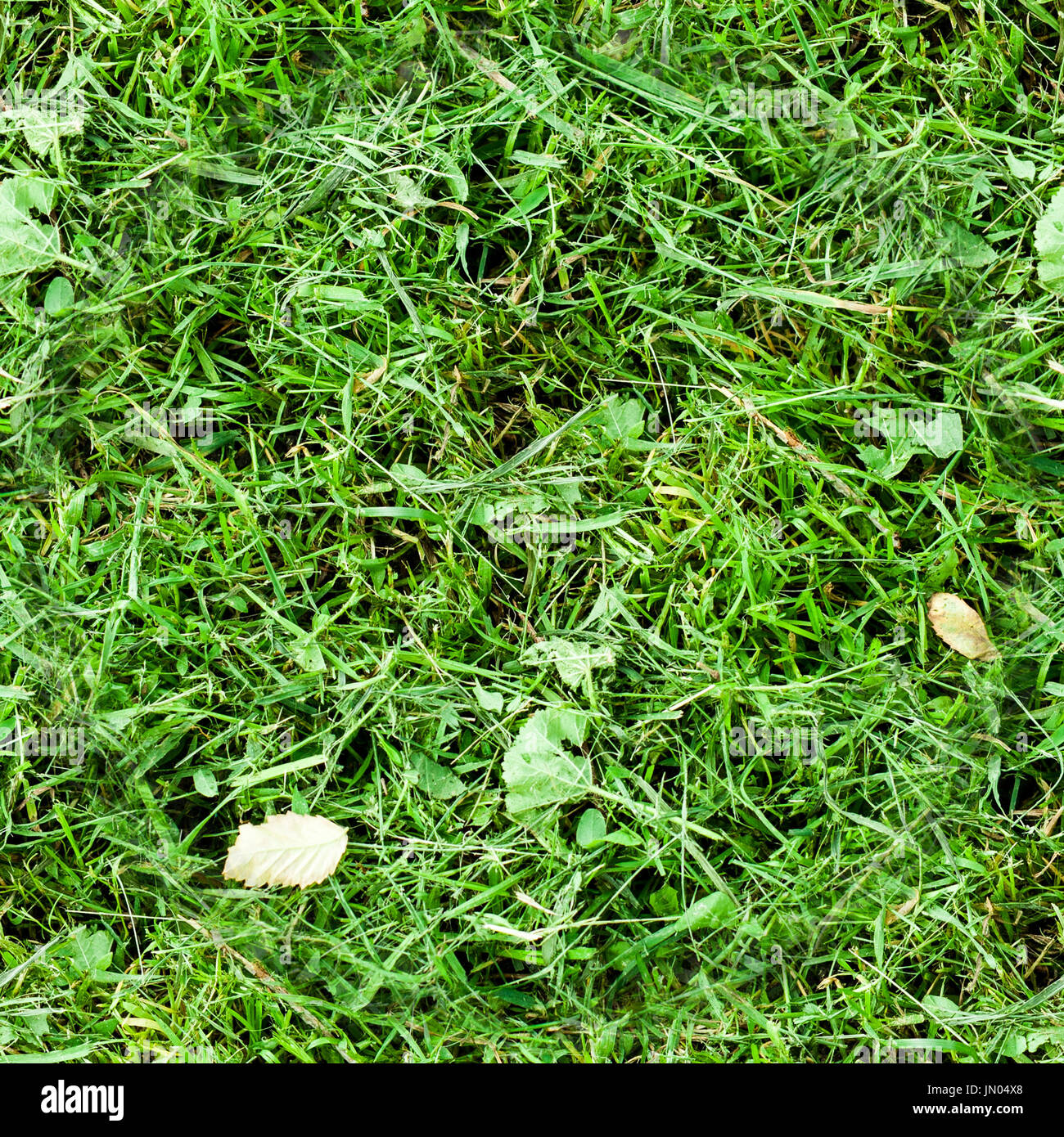 seamless mowed summer green grass. background, texture. Stock Photo