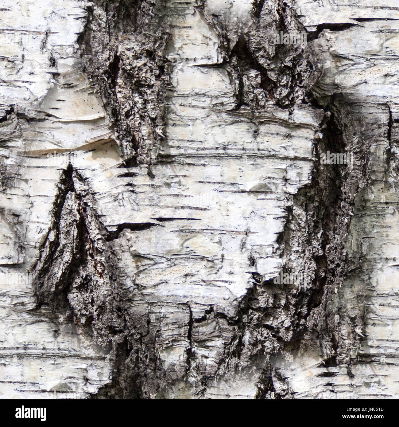 Birch bark texture