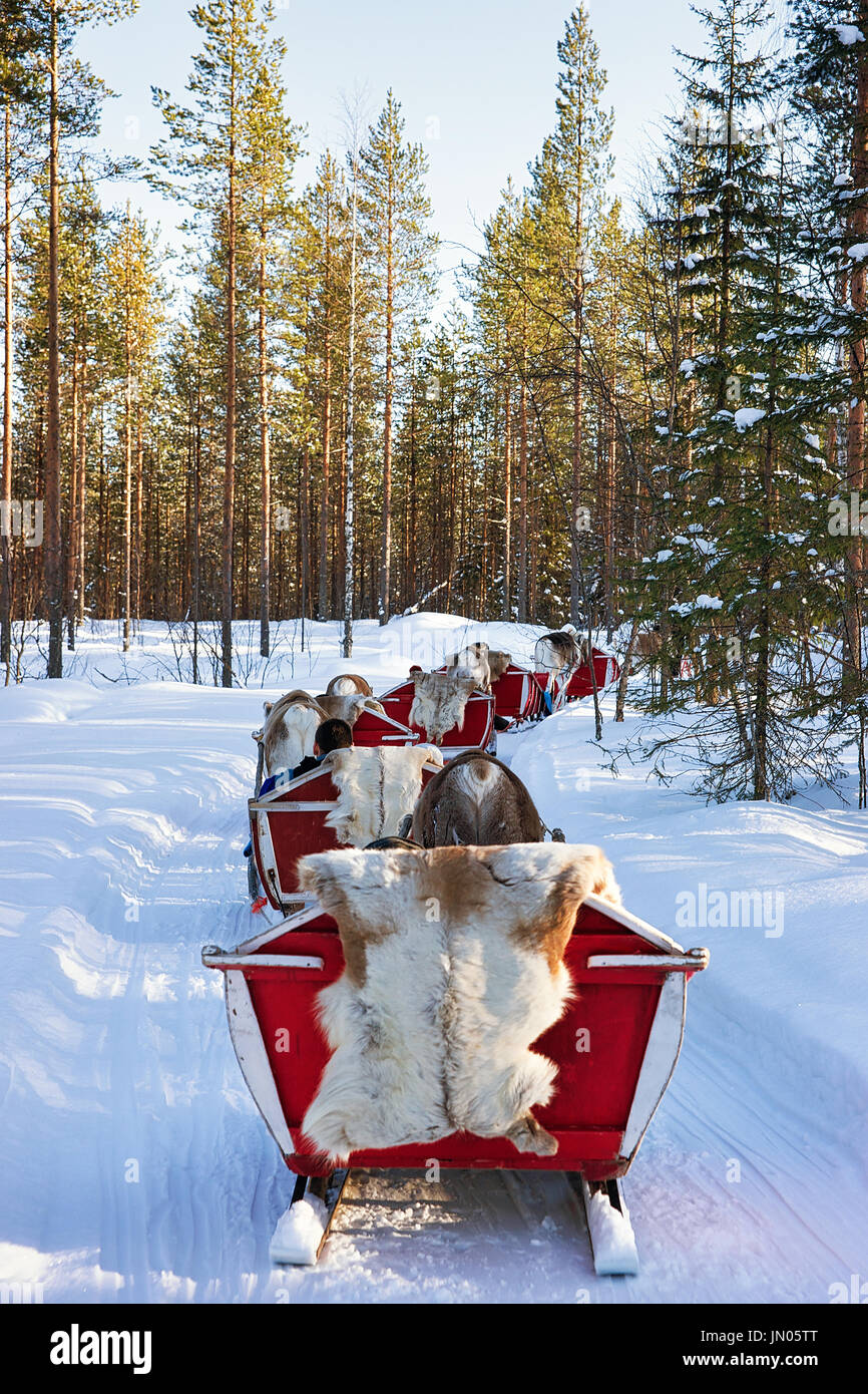 Reindeer sled caravan safari with people in winter forest at Rovaniemi, Lapland, Northern Finland. Stock Photo
