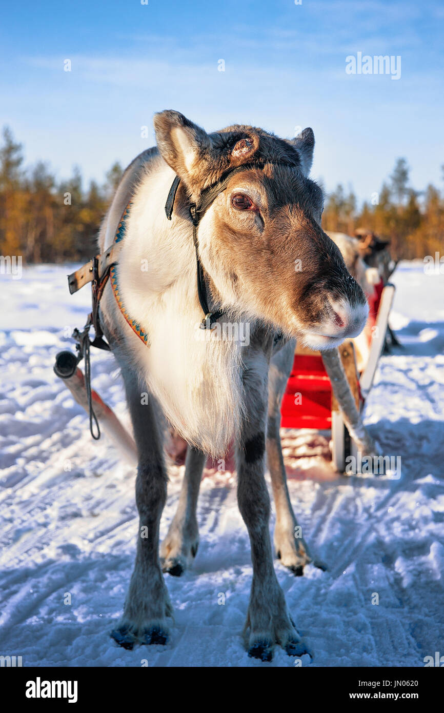 Reindeer with sledge in winter forest in Rovaniemi, Lapland, Northern Finland Stock Photo