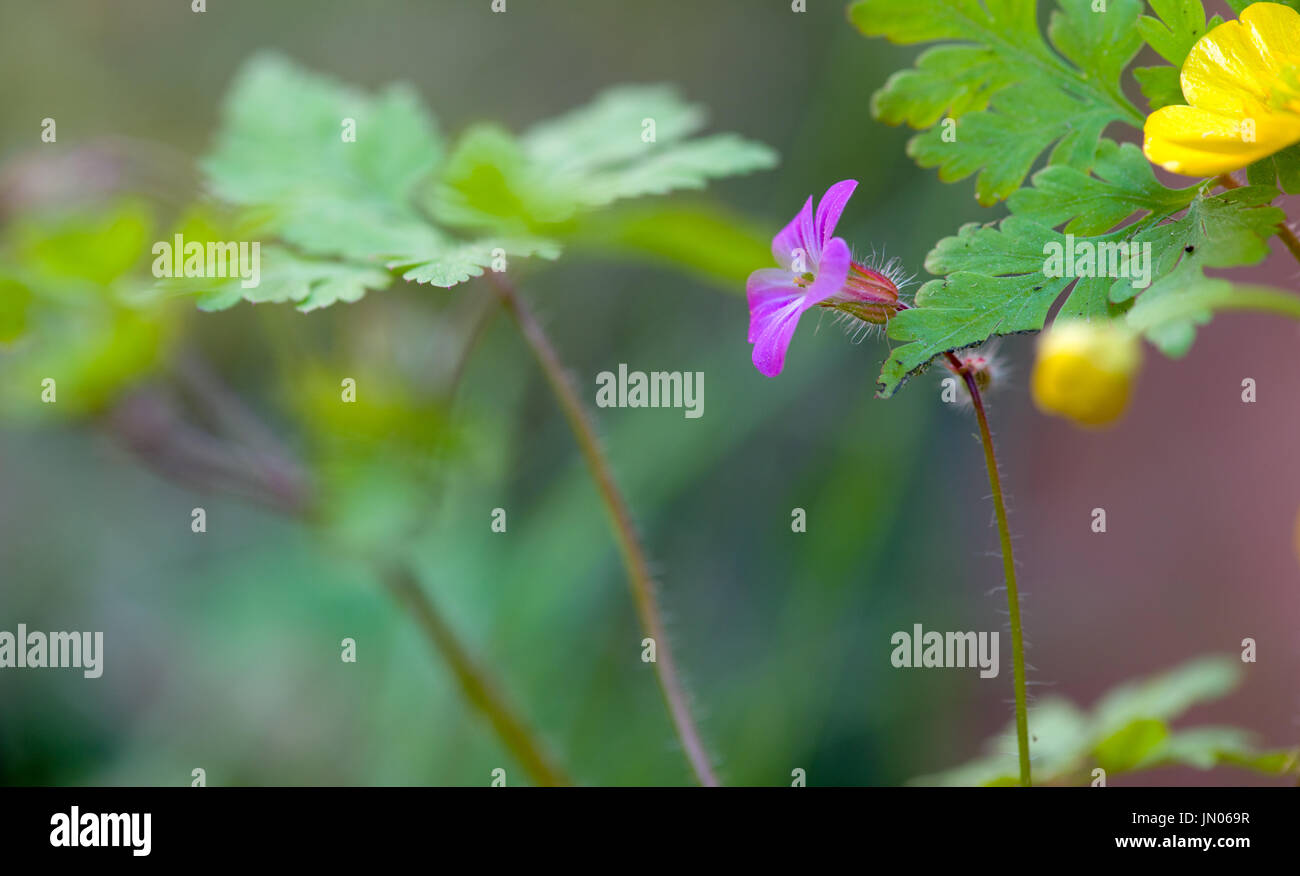 purple spring flower in the nature Stock Photo - Alamy