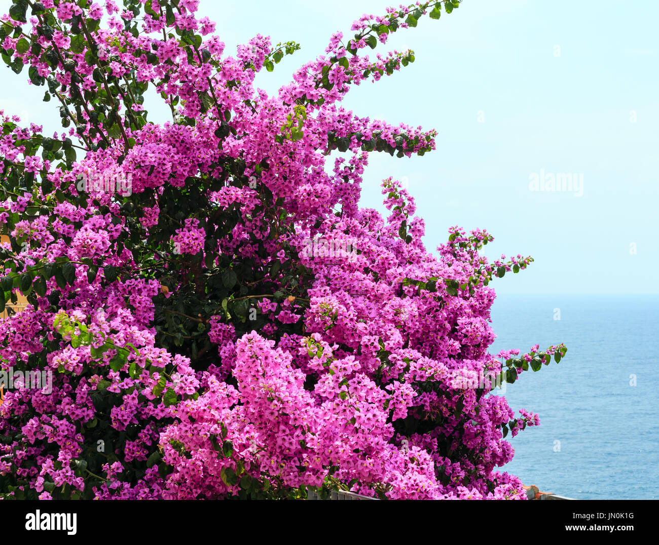 Purple mist flower hi-res stock photography and images - Alamy