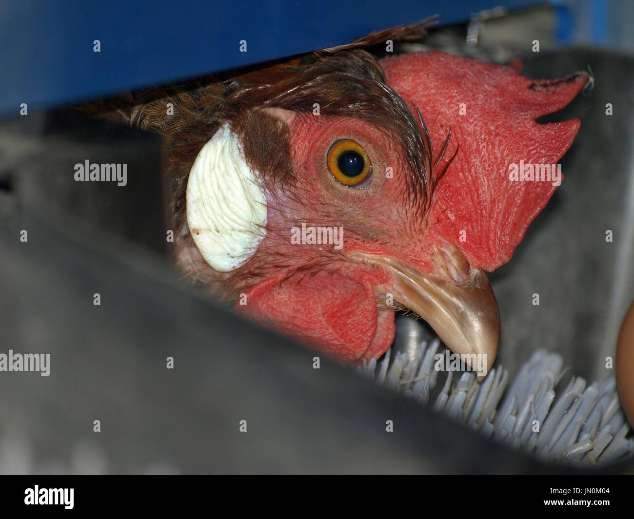 Roosing hen sticking head out into egg drop Stock Photo