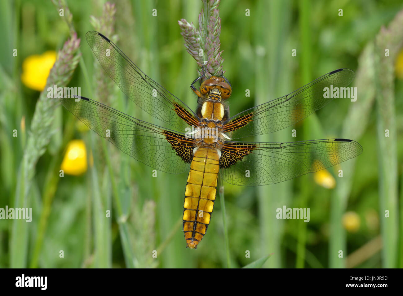 Broad-bodied Chaser dragonfly, basking in Cheshire, UK Stock Photo