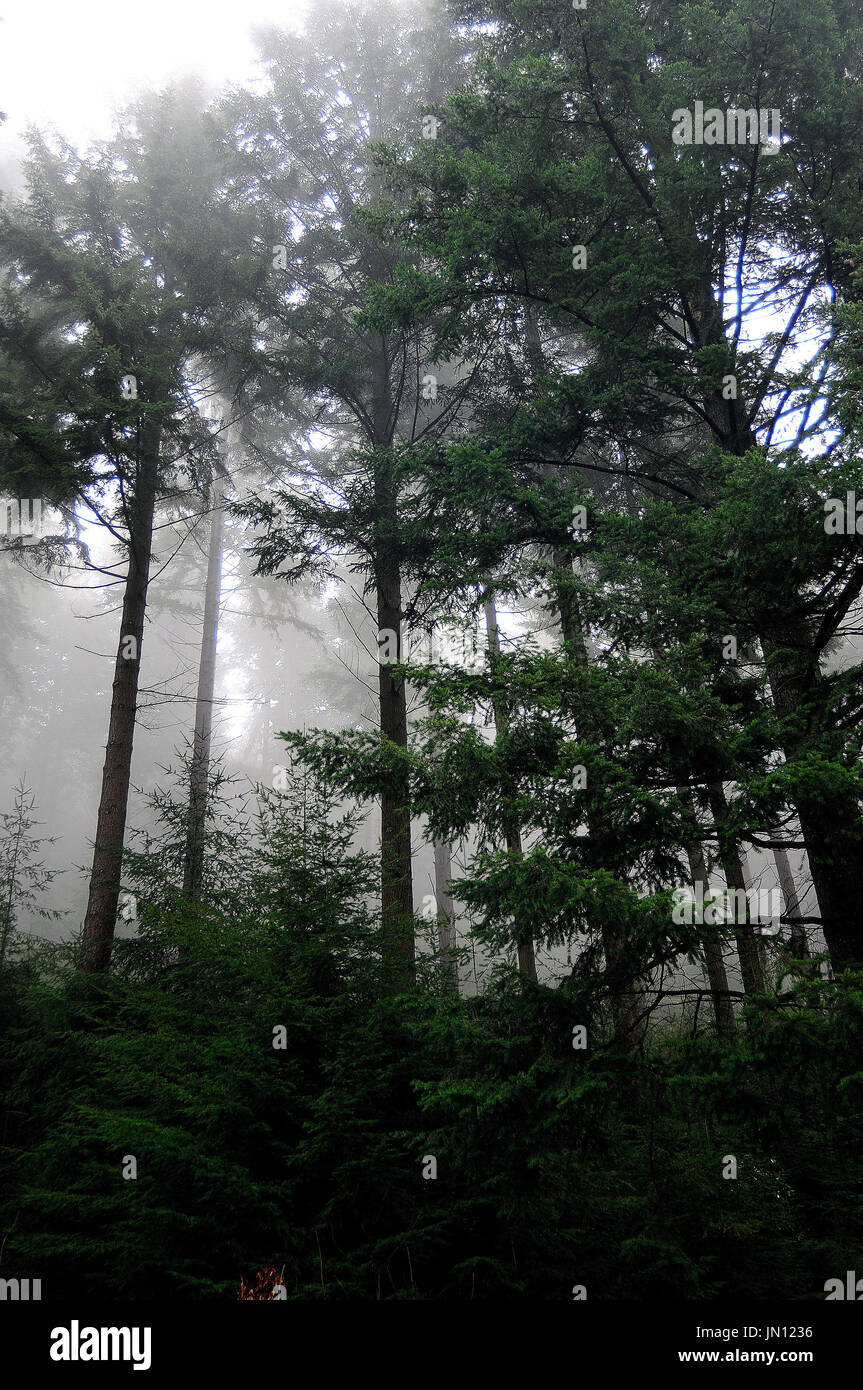 Coed haze
